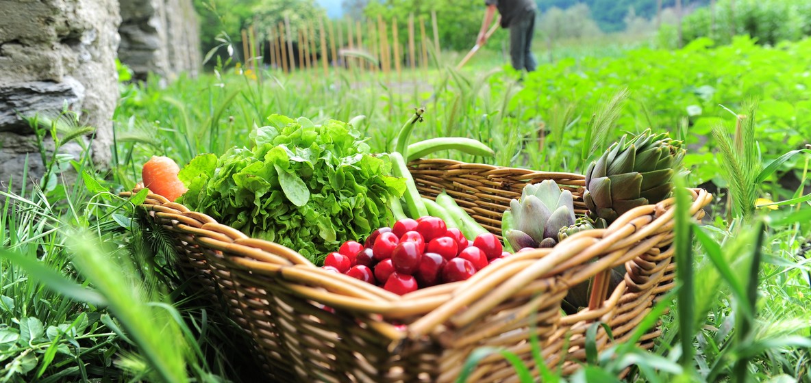 Conseil Potager Tomate Salade Chicon Carotte Courgette