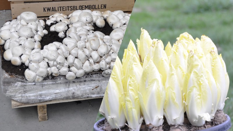 champignon chicon champignon chicon