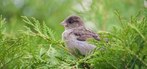 moineau oiseau de la nature