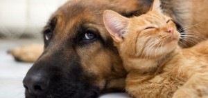 chien chat animal de compagnie