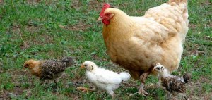 Poule Poussin Ferme vollaille