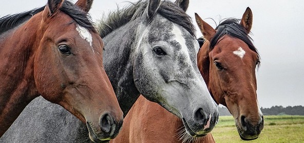 Cheval