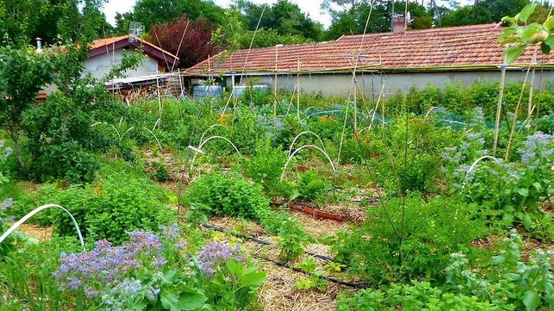 Biodiversité des sols Biodiversité des sols