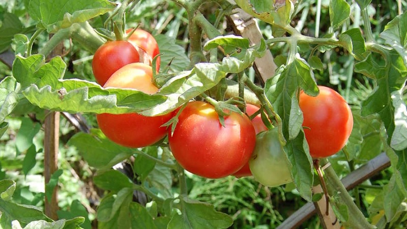 Culture tomate Culture tomate