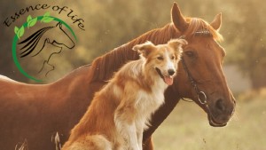 Prendre soin de ses animaux