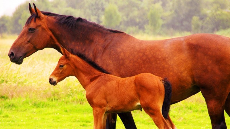 chevaux chevaux