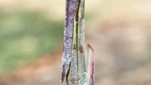 Greffe à l'anglaise